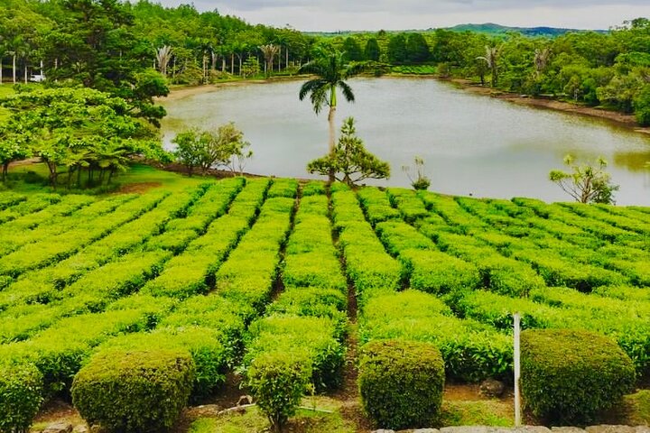 Discover The South Of Mauritius With Local Rhum&Tea Tasting+Lunch