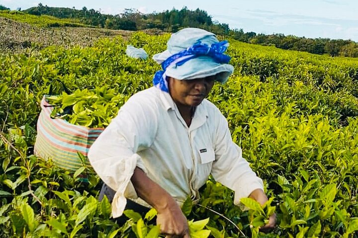 Discover The South Of Mauritius With Local Rhum&Tea Tasting+Lunch
