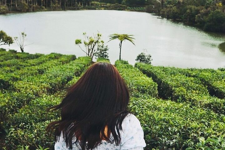 Discover The South Of Mauritius With Local Rhum&Tea Tasting+Lunch