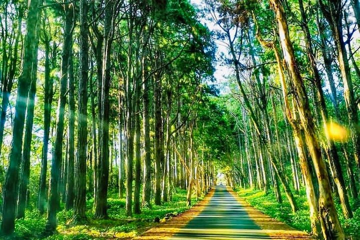 Discover The South Of Mauritius With Local Rhum&Tea Tasting+Lunch