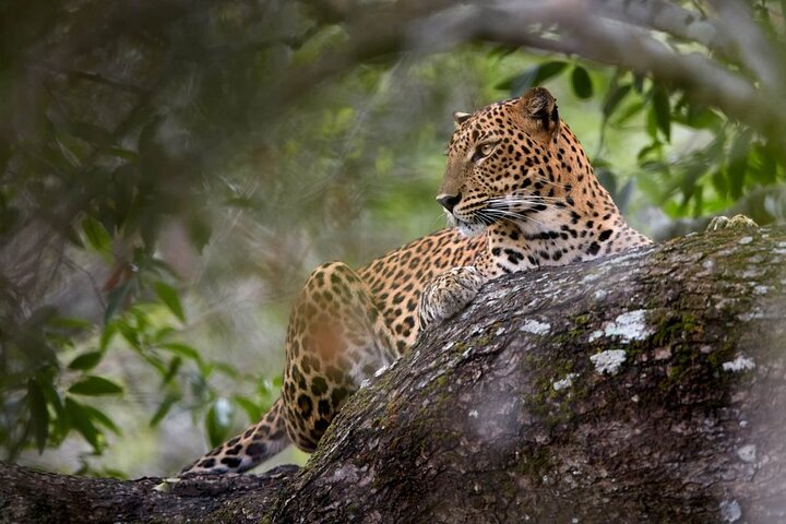 Yala National Park Wildlife Safari/ Game Drive - by Ajith Safari