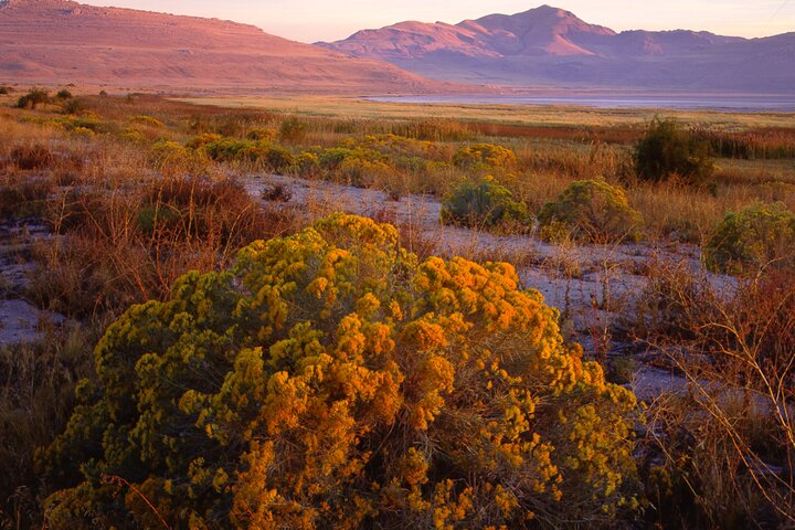 Great Salt Lake and Antelope Island Day Tour
