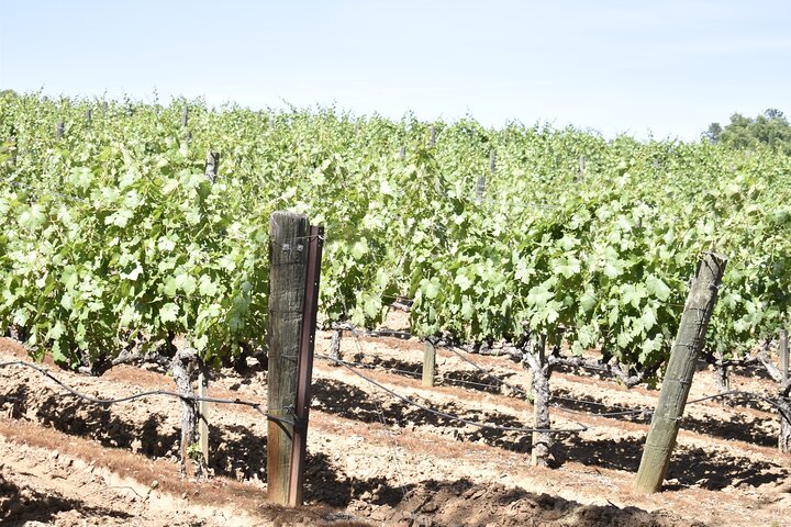Lodi wine tasting tours Customized private Wine Tour