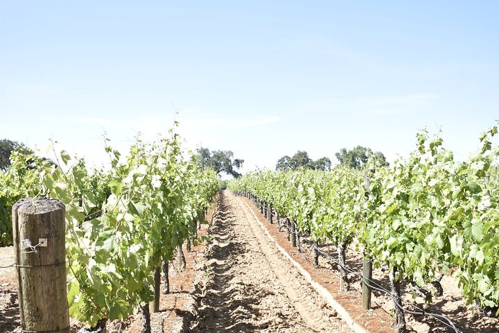 Lodi wine tasting tours Customized private Wine Tour