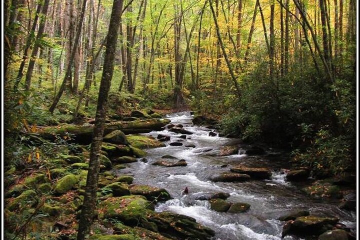 River Magic: An Easy Smoky Mountain Guided Walk