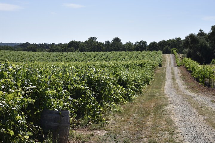 Lodi wine tasting tours Customized private Wine Tour