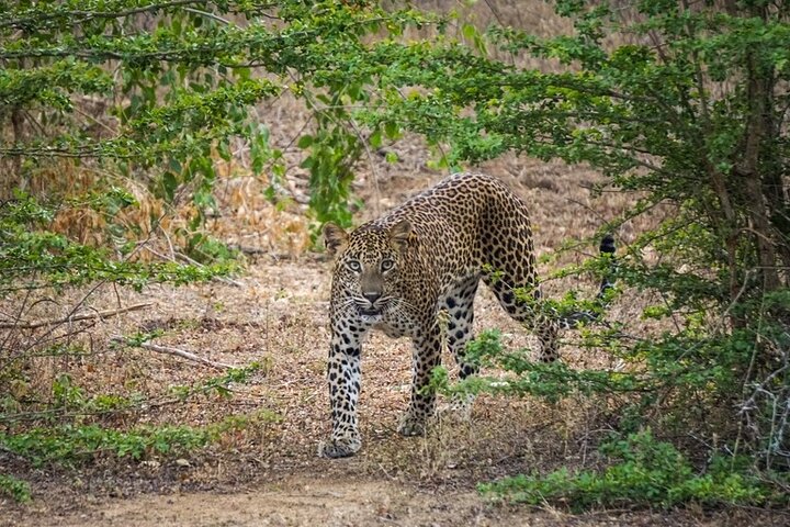 Guided Wilpattu Half Day Safari | Leopards, Bears & More