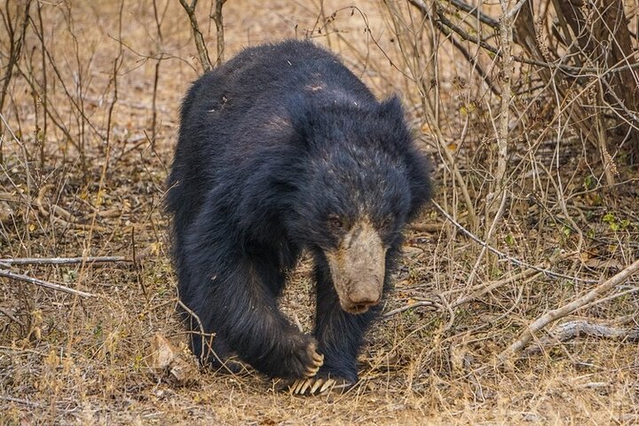 Guided Wilpattu Half Day Safari | Leopards, Bears & More
