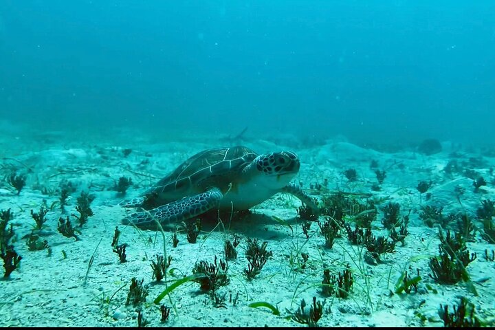 Tortola Private Tour and Snorkeling in the most beautiful beaches