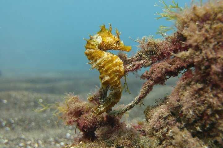 Scuba Diving Experience for Beginners in Gran Canaria,Free Pickup