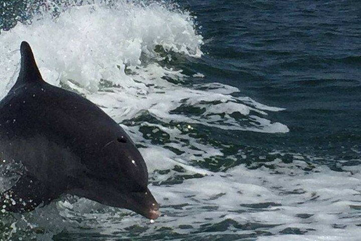 Sunset Dolphin Cruise with Sanibel Lighthouse Views