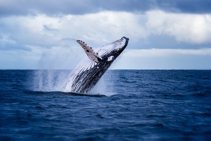 5-Hour Guided Sunset Boat Tour in Tamarindo Costa Rica