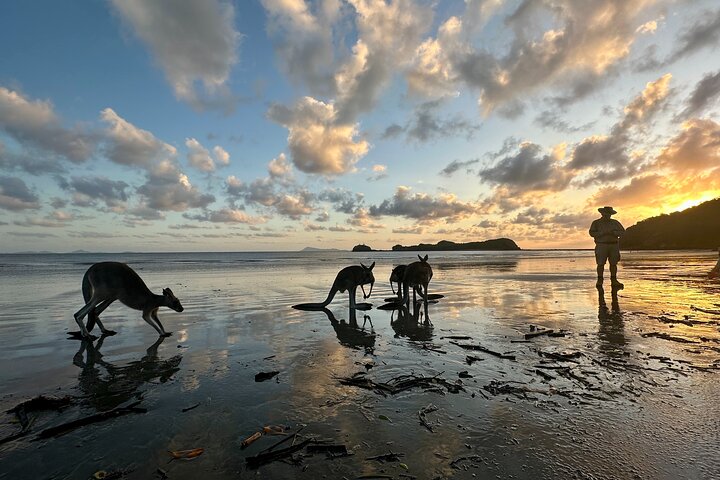 Beach Sunrise with the Wallabies