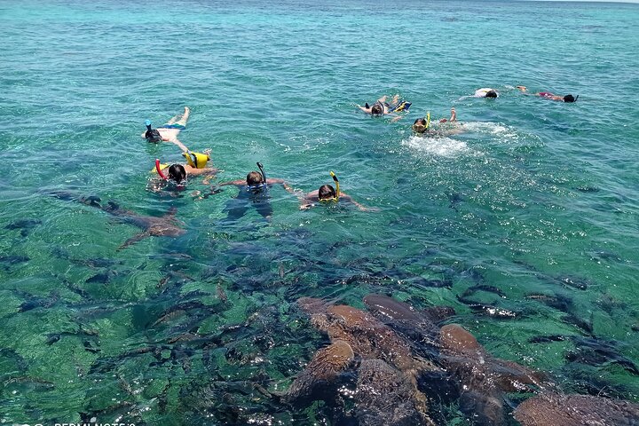 Snorkeling at Hol Chan Marine Reserve and Shark Ray Alley