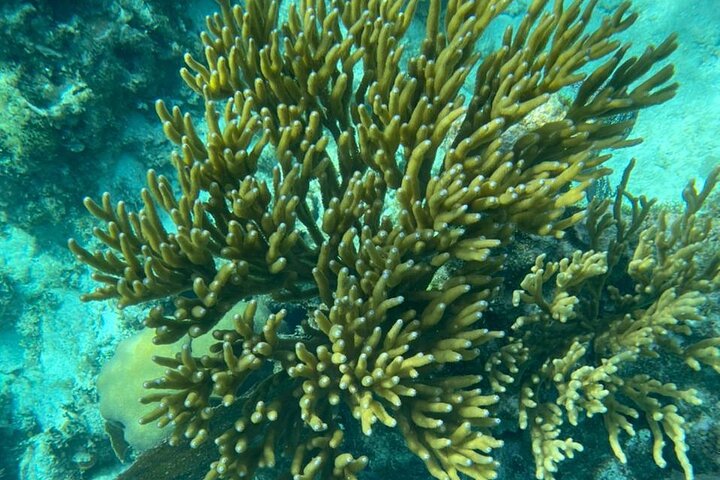 Snorkeling at Hol Chan Marine Reserve and Shark Ray Alley