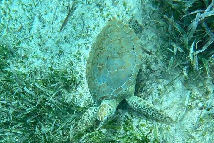 Snorkeling at Hol Chan Marine Reserve and Shark Ray Alley