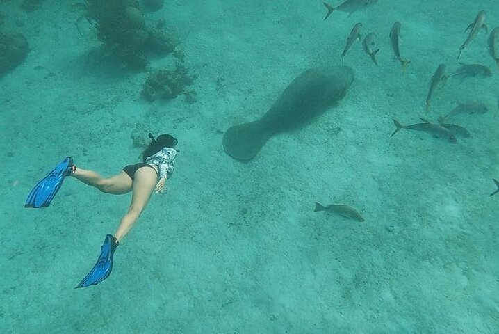 Snorkeling at Hol Chan Marine Reserve and Shark Ray Alley