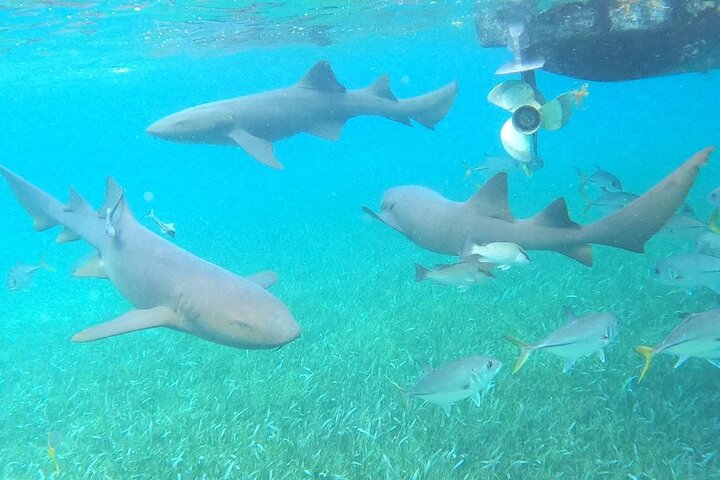 Snorkeling at Hol Chan Marine Reserve and Shark Ray Alley