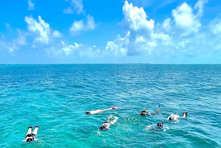 Snorkeling at Hol Chan Marine Reserve and Shark Ray Alley