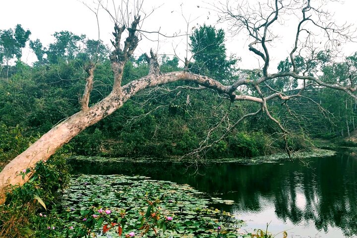 Full Day Sreemangal Tea Garden & National Park Hiking Tour