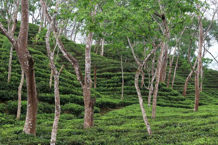 Full Day Sreemangal Tea Garden & National Park Hiking Tour