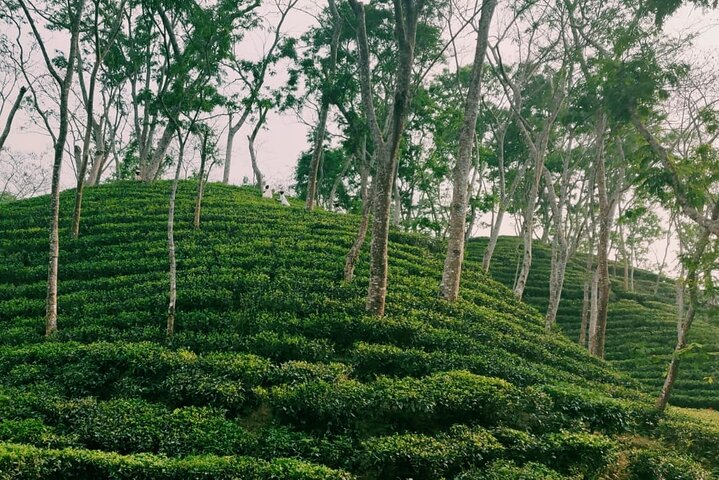 Full Day Sreemangal Tea Garden & National Park Hiking Tour