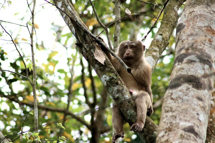 Full Day Sreemangal Tea Garden & National Park Hiking Tour