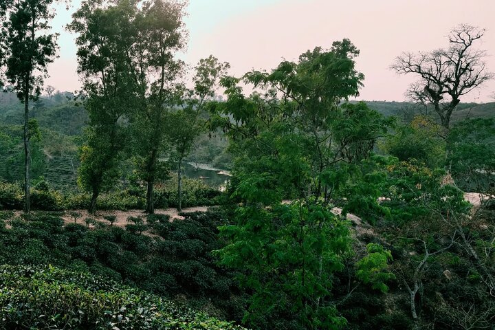 Full Day Sreemangal Tea Garden & National Park Hiking Tour