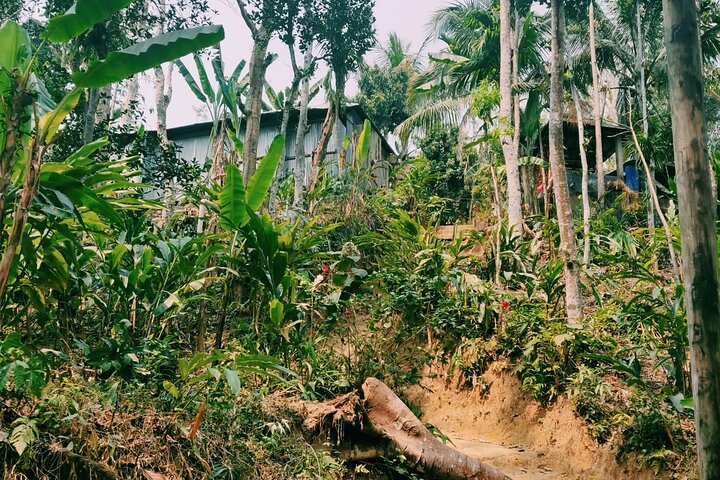 Full Day Sreemangal Tea Garden & National Park Hiking Tour