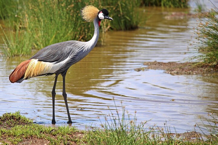 From Arusha: Safari 1 Day Trip to Arusha National Park