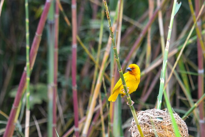 From Arusha: Safari 1 Day Trip to Arusha National Park