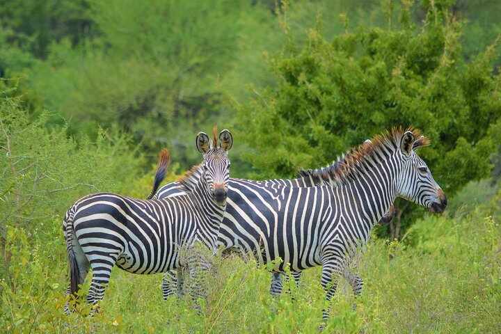 From Arusha: Safari 1 Day Trip to Arusha National Park