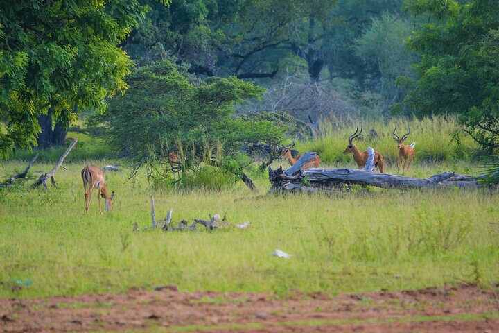 From Arusha: Safari 1 Day Trip to Arusha National Park