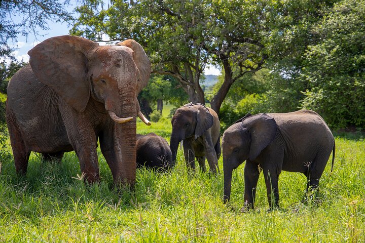 From Arusha: 11 Days famous Serengeti Inside out safari trip