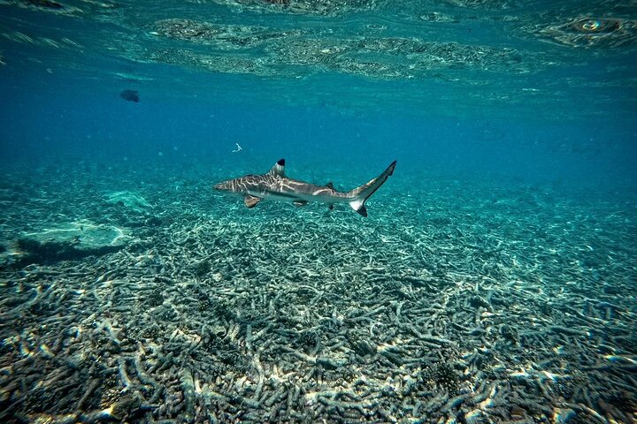 Ko Tao: Vintage Boat - Small Group Snorkeling Day Trip with Meals