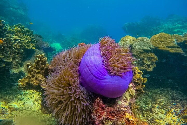 Ko Tao: Vintage Boat - Small Group Snorkeling Day Trip with Meals
