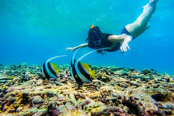 Ko Tao: Vintage Boat - Small Group Snorkeling Day Trip with Meals