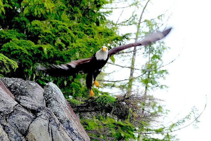 Ketchikan Zodiac Boat Adventure
