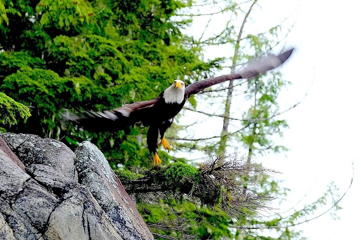 Ketchikan Electric Bike and Rain Forest Hike Ecotour