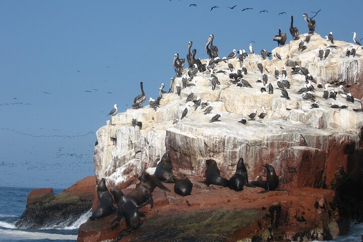 From cruise ships Pisco : Tour islands Ballestas and Paracas Reserve