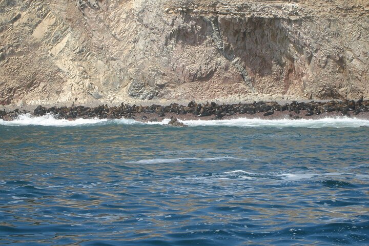 From cruise ships Pisco : Tour islands Ballestas and Paracas Reserve