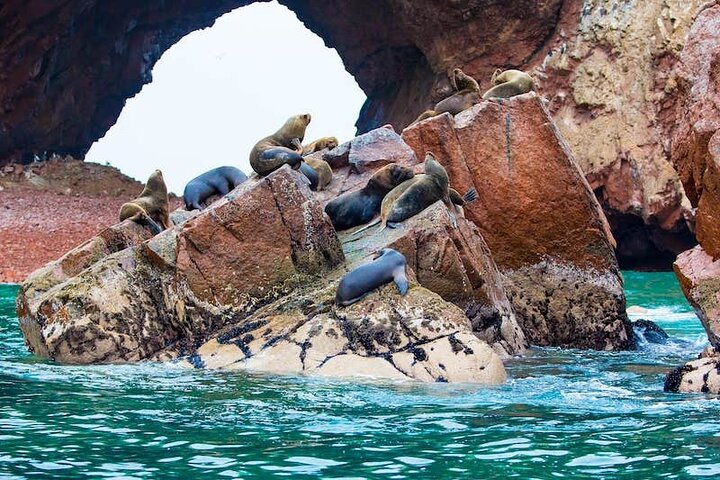 From cruise ships Pisco : Tour islands Ballestas and Paracas Reserve