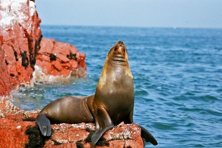 Ballestas Islands : Round Trip from Pisco Cruise Port