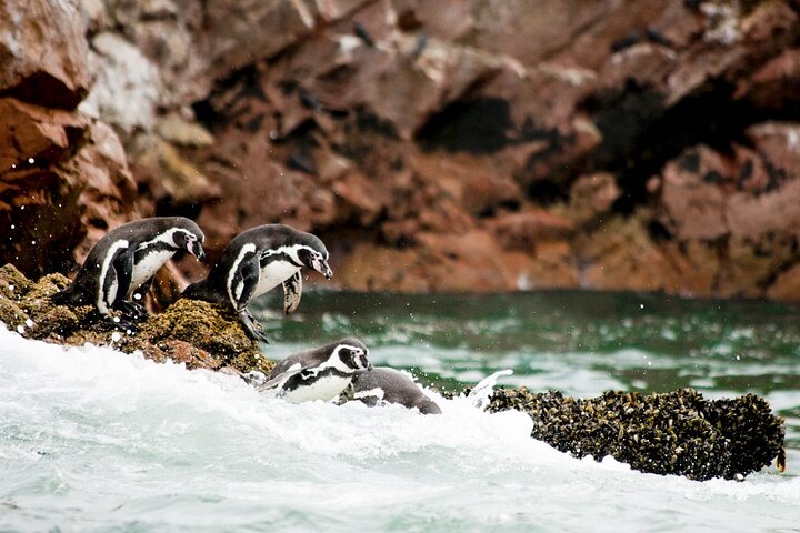 Ballestas Islands : Round Trip from Pisco Cruise Port