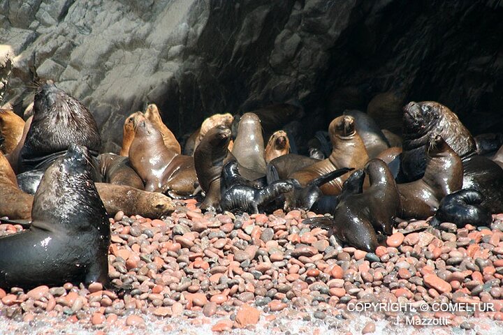 Ballestas Islands : Round Trip from Pisco Cruise Port