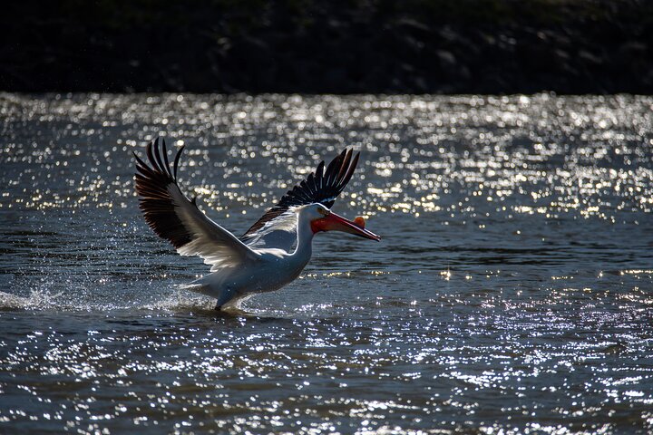 Snake River Scenic Float