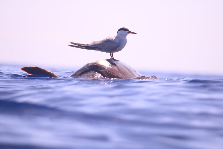 Whale and Dolphin Watching in Calheta, Madeira Island