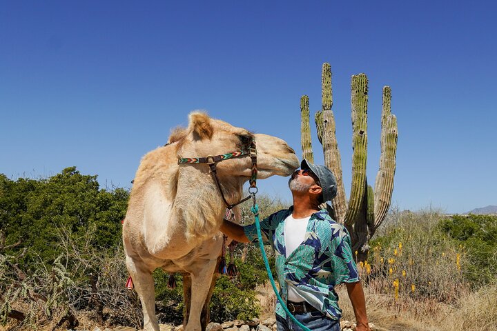 Magical Todos Santos Tour with Camel Ranch, Lunch, and Tequila