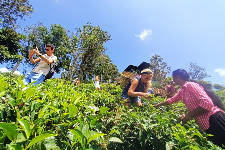Halpewatte Tea Plantation Tour in Ella, Sri Lanka