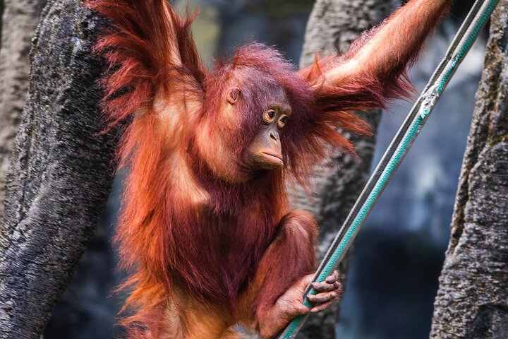 Day Trip Sepilok Orang Utan & Proboscis Monkey (Flight Excluded)